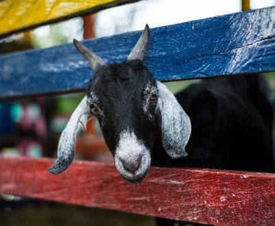  Масова загибель кіз і овець від отруєння зафіксовано у Молдові