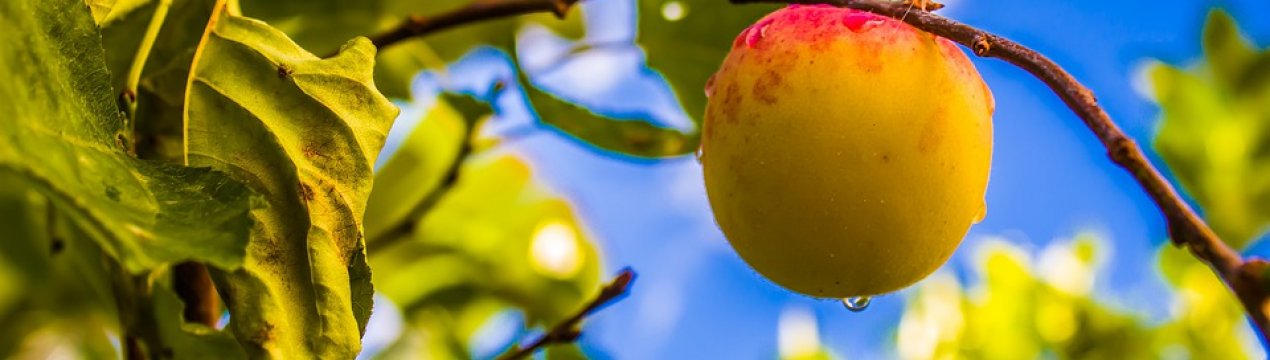 Молдова позбавляється від персикових садів