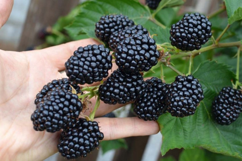 Ожина Лох Тей