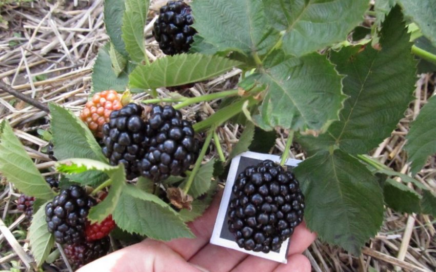 Ожина Осейдж