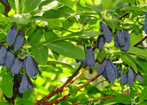 Жимолость їстівна солодка Морена: основні характеристики сорту