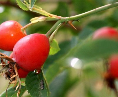 Нюанси пересадки дорослого куща шипшини. Подальший догляд