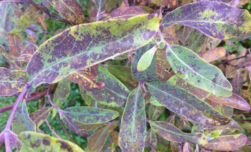 Іржа на жимолості