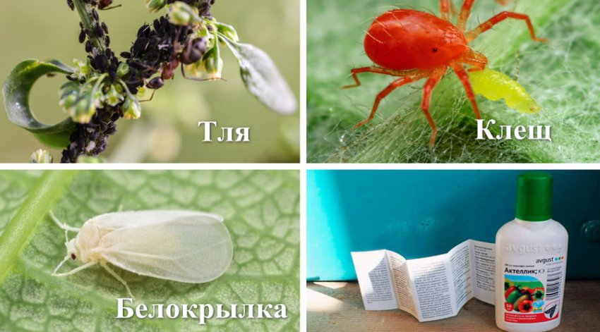 Шкідники і спосіб боротьби з ними