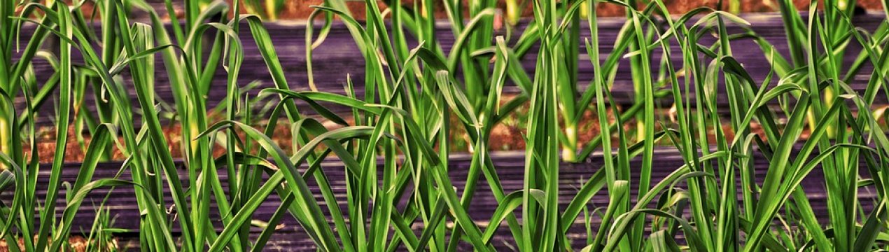 Українським сільгоспвиробникам представили біорозкладана плівку