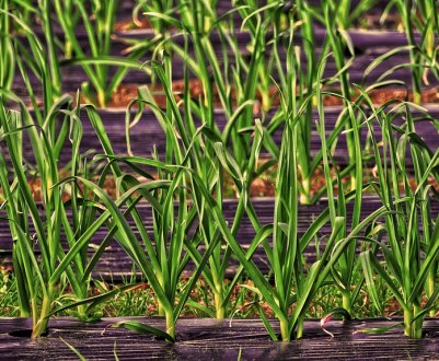 Українським сільгоспвиробникам представили біорозкладана плівку