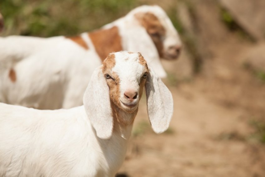 Масова загибель кіз і овець від отруєння зафіксовано у Молдові Масова загибель кіз і овець від отруєння зафіксовано у Молдові