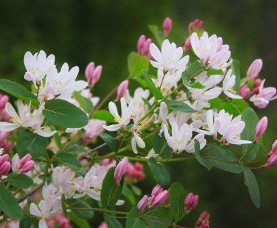 Як доглядати навесні за жимолостю: календар робіт