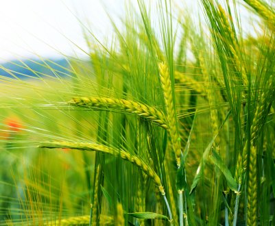 Киприотские селекціонери з двох класичних сортів пшениці зробили один унікальний