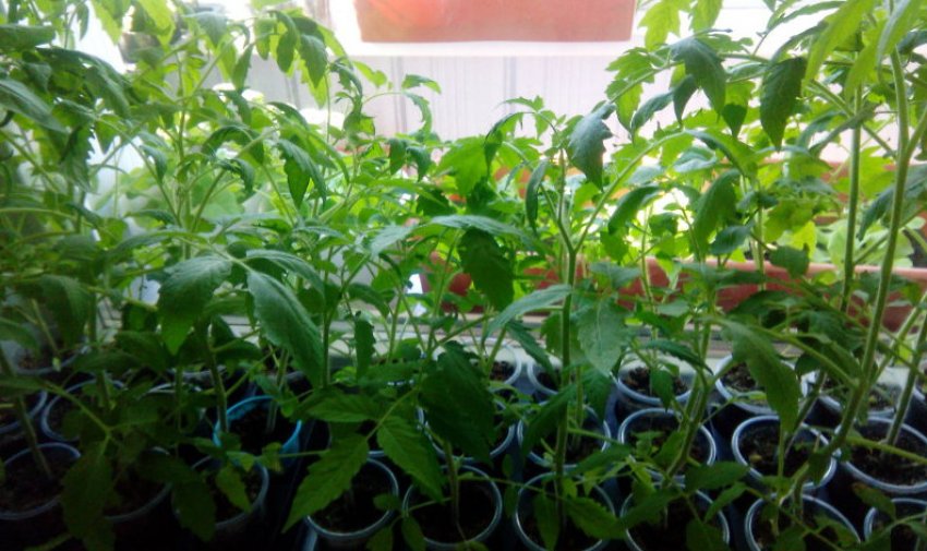 Розсада томатів Розсада томатів