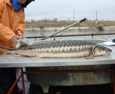 У Дагестані затримали шкідників рибному господарству РФ