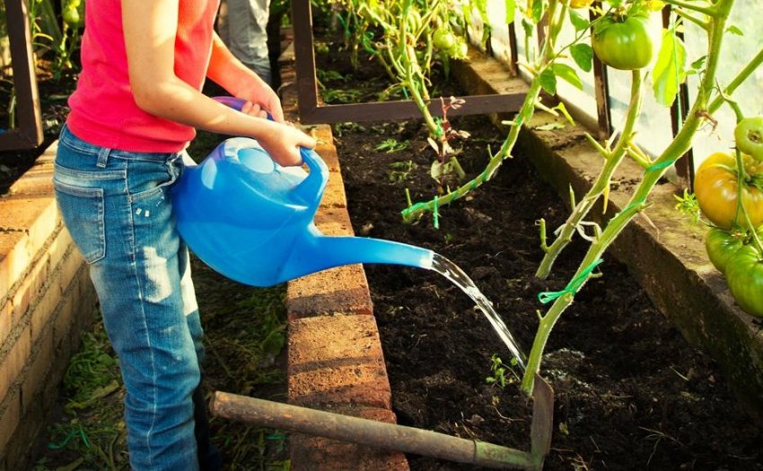 Полив томатів Полив томатів
