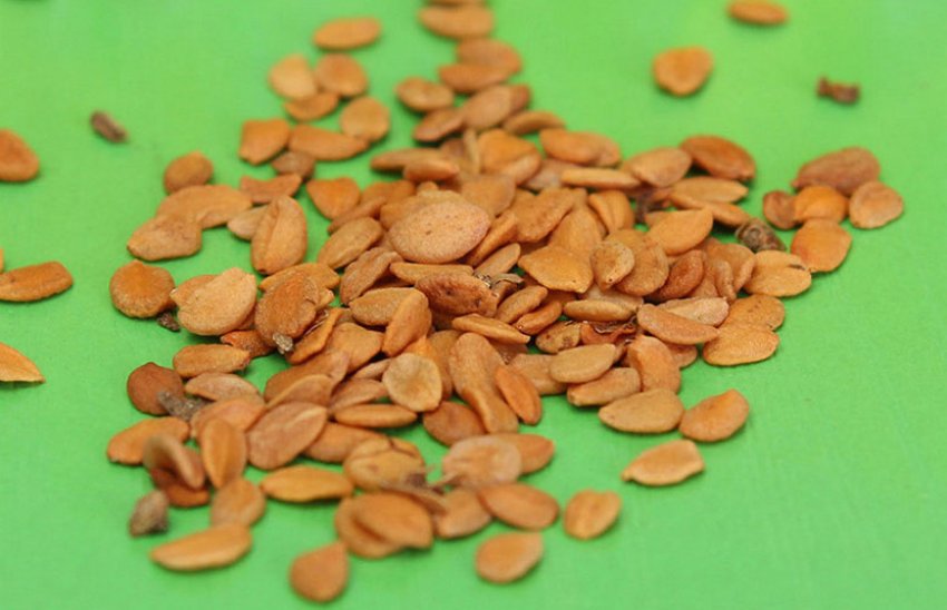 Розмноження насінням Розмноження насінням