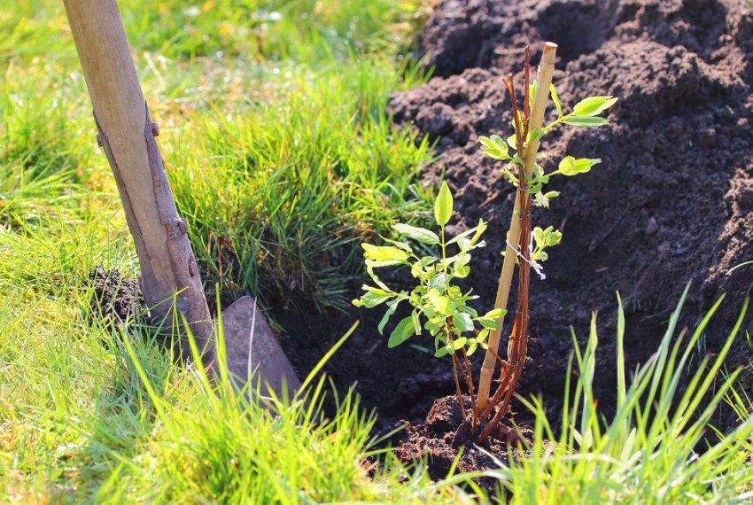 Місце посадки жимолості