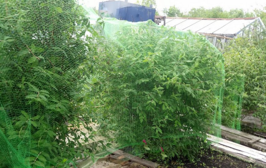 Укриття жимолості сіткою