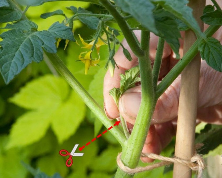 Пасинкування помідорів Пасинкування помідорів