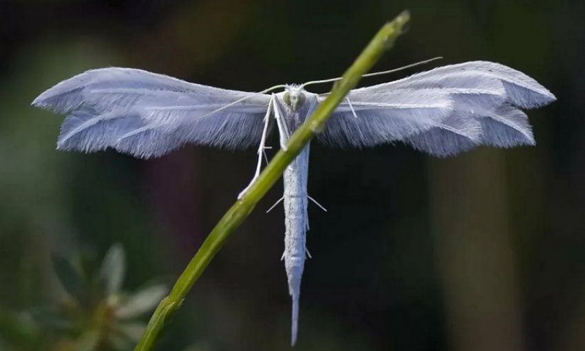 Жимолостная пальцекрылка