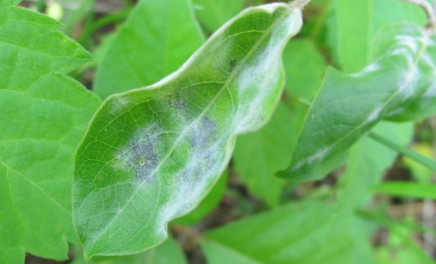 Борошниста роса жимолості