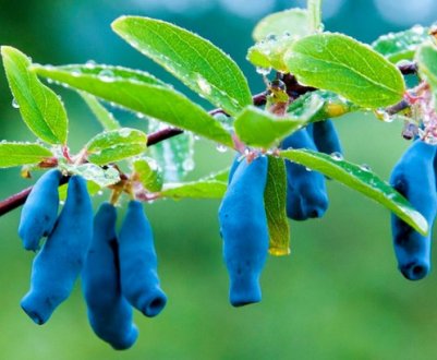 Жимолость їстівна сорти Бакчарская — особливості та характеристики