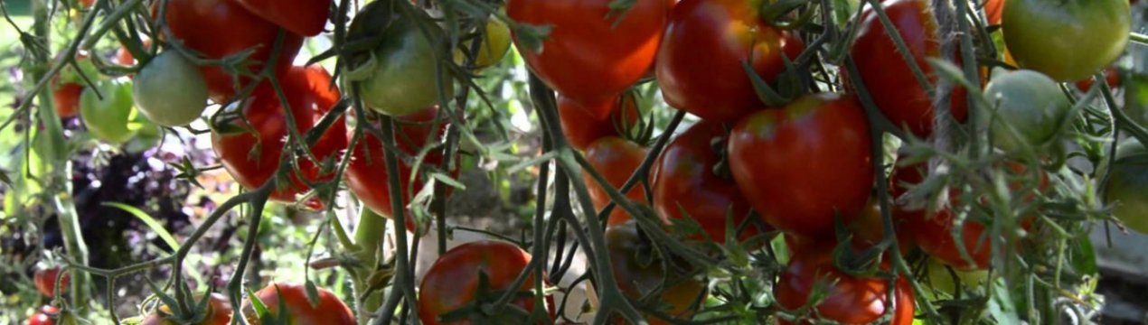Томаты Клубничное Дерево Отзывы Фото