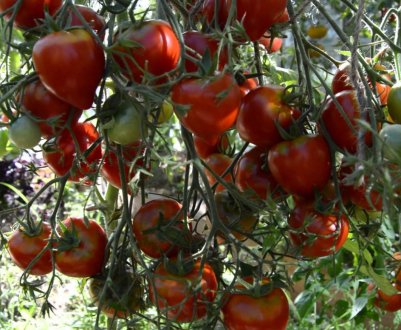 Помідори «Ювілейний Тарасенко»: опис, агротехніка вирощування