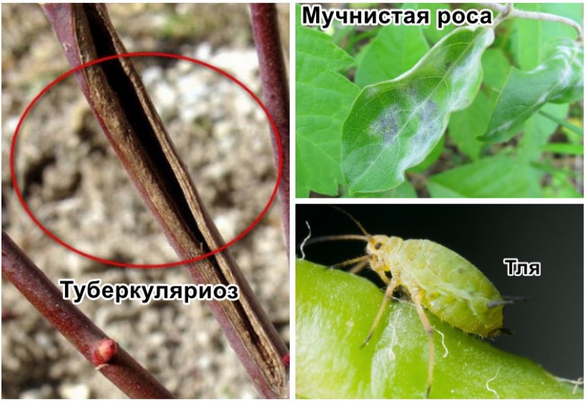 Хвороби і шкідники жимолості