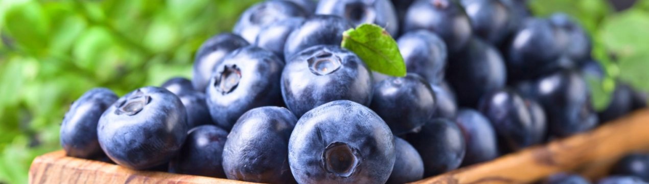 Найбільша плантація лохини в Україні перебуває на Закарпатті