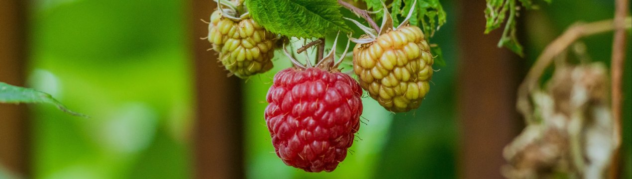 Польща утримує лідерські позиції у виробництві малини