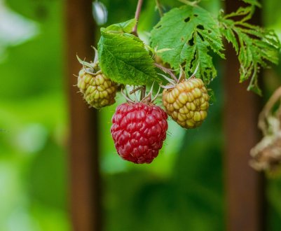 Польща утримує лідерські позиції у виробництві малини