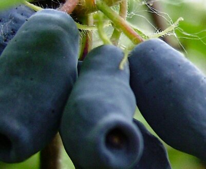 Які сорти жимолості оптимально посадити в Підмосков'ї