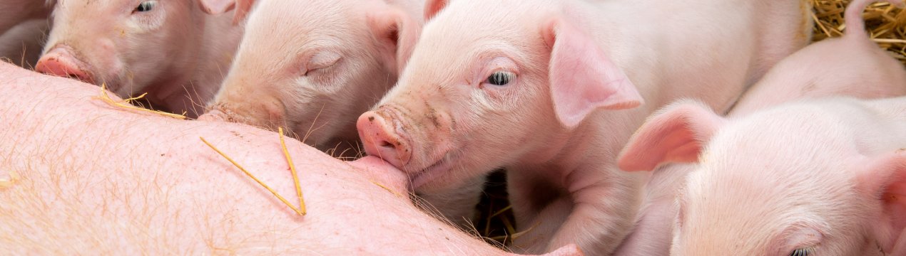 Найбільший американський виробник комбікормів припинив співпрацю з Китаєм