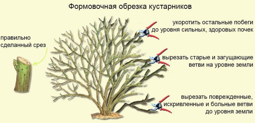 Схема обрезки ежевики