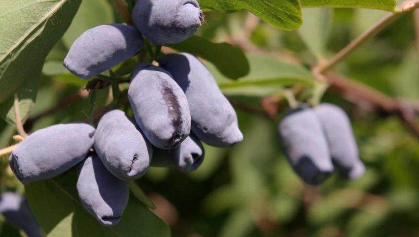 Жимолость Зимородок Жимолость Зимородок