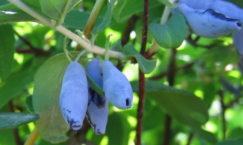 Гжельская рання Гжельская рання
