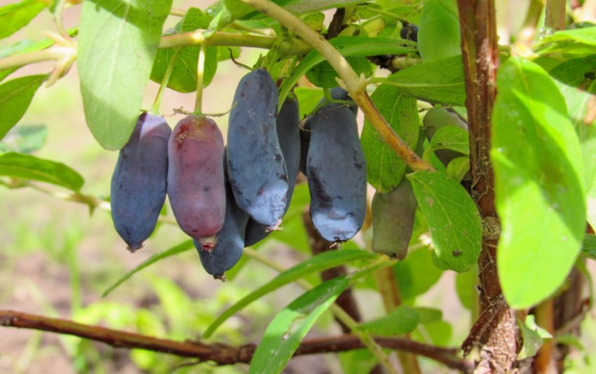 Раменская Раменская