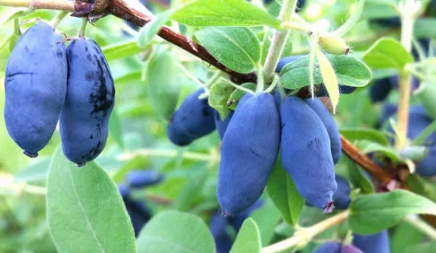 Роксана Роксана