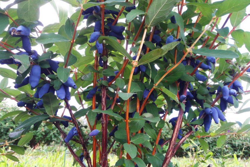 Амфора Амфора