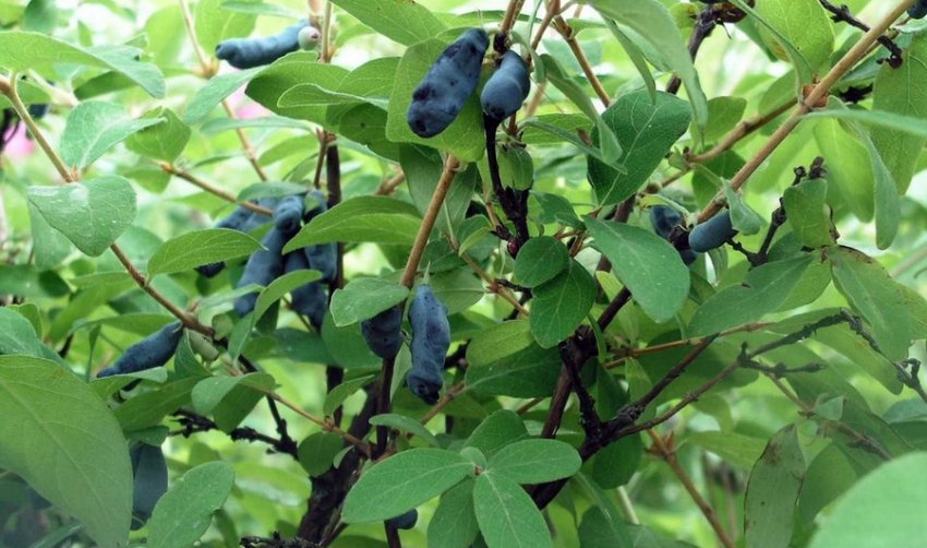 Ленінградський велетень Ленінградський велетень