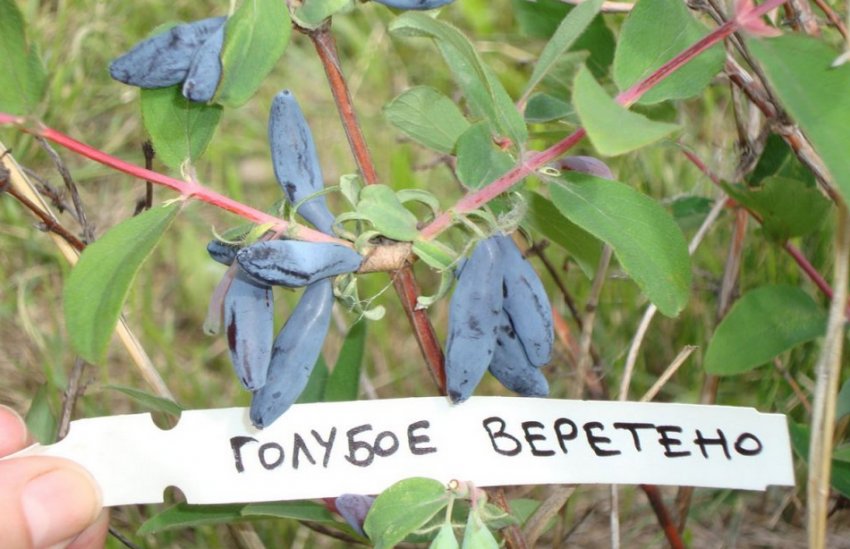 Блакитне веретено Блакитне веретено