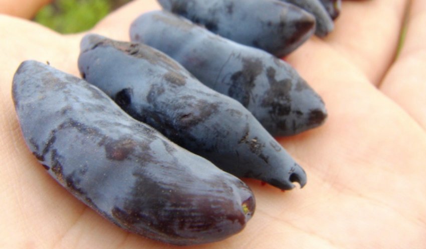 Дочка Велетня Дочка Велетня