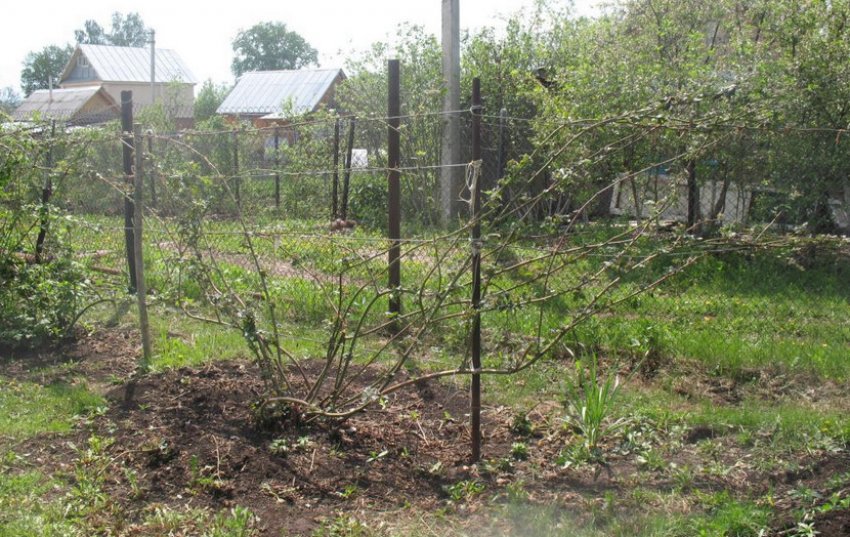 Формирование куста стелющейся ежевики. 104994.puon80.850. Формирование куста стелющейся ежевики фото. Формирование куста стелющейся ежевики-104994.puon80.850. картинка Формирование куста стелющейся ежевики. картинка 104994.puon80.850. Кусты ежевики необычайно декоративны. Большинство сортов обладают быстрорастущими и хорошо ветвящимися побегами. Для сохранения привлекательного внешнего вида, а также для получения обильного и вкусного урожая ежевику необходимо регулярно обрезать и правильно формировать её крону. Весенняя обрезка является обязательной процедурой в уходе за этим растением.