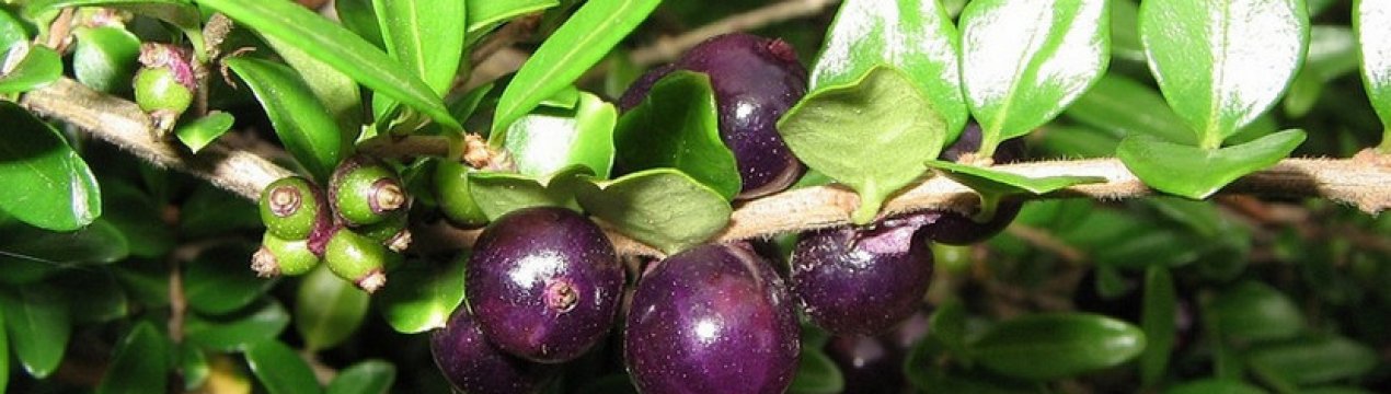 Характеристика та особливості вирощування жимолості блискучою Лемон Б'юті (Lemon Beauty)