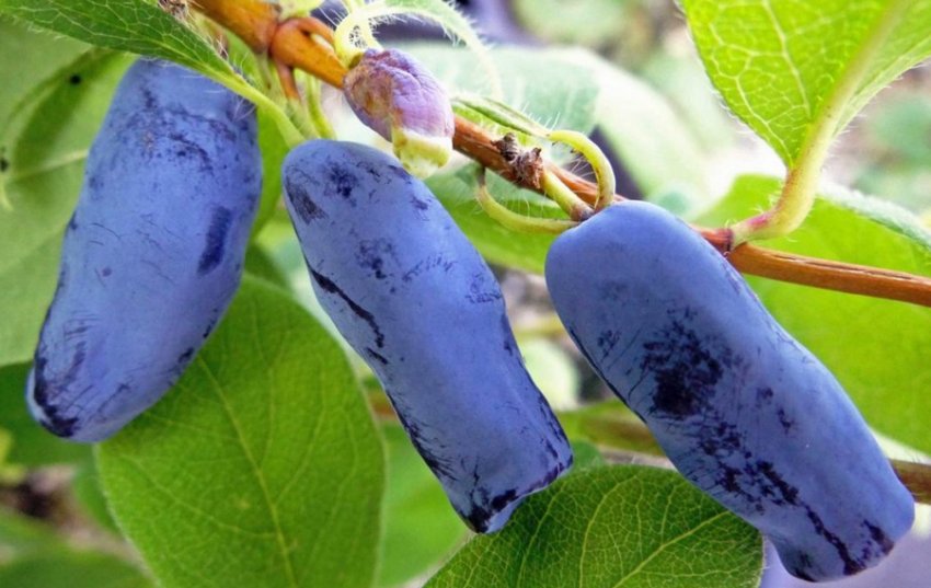 Жимолость Морена Жимолость Морена