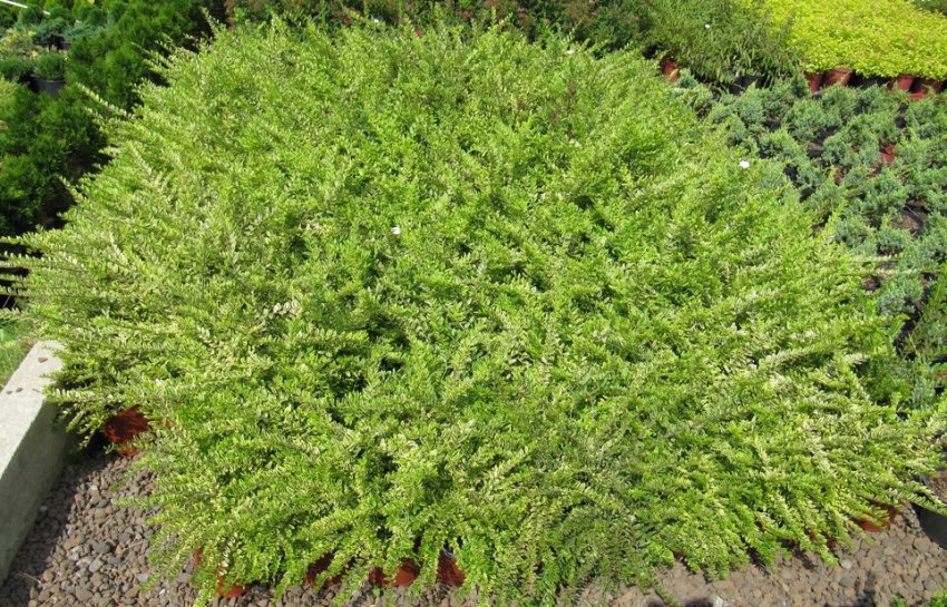 Жимолость Лемон Б'юті