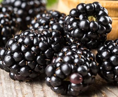 Кращі способи розмноження ожини сортовий