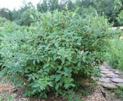 Розміри дорослої рослини жимолості: висота, діаметр