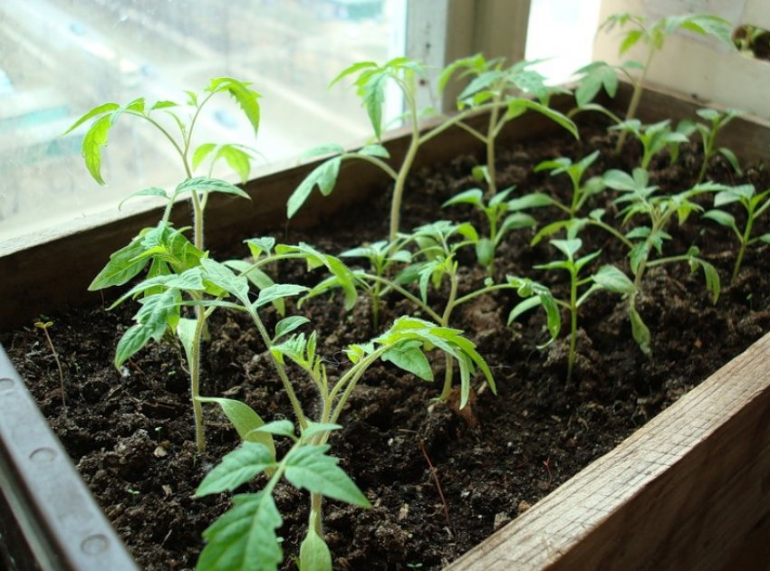 Догляд за розсадою Догляд за розсадою