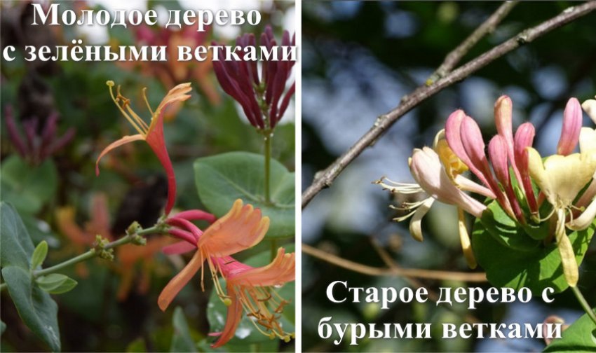 Как выглядит куст жимолости взрослый. Смотреть фото Как выглядит куст жимолости взрослый. Смотреть картинку Как выглядит куст жимолости взрослый. Картинка про Как выглядит куст жимолости взрослый. Фото Как выглядит куст жимолости взрослый