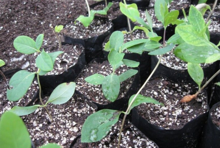 Розмноження насінням