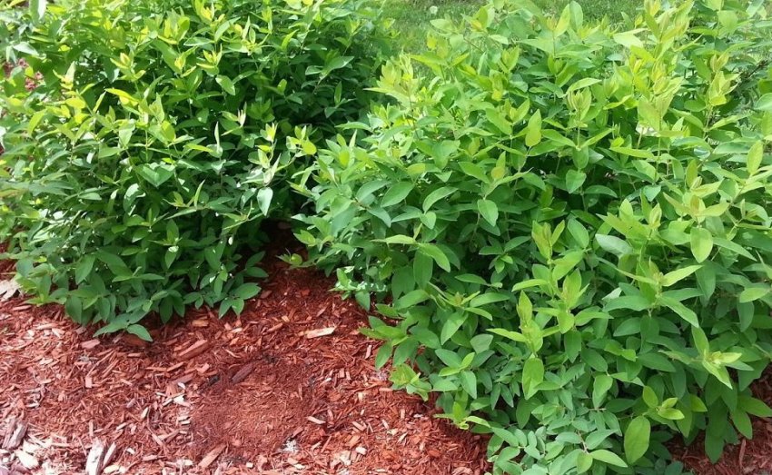 Мульчування жимолості